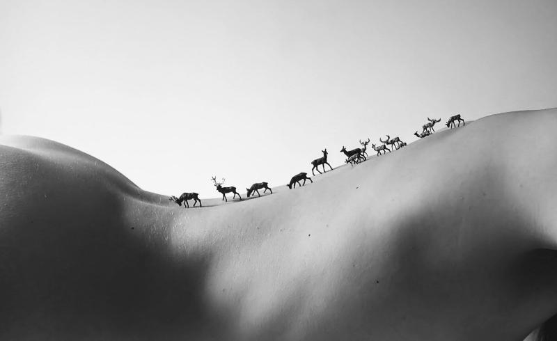 Bande de Cerfs (L)